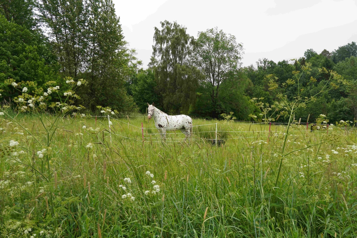 En hvit og svart hest i en eng.